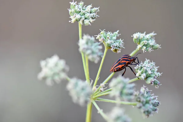 Gestreepte Kever Een Bloem — Stockfoto