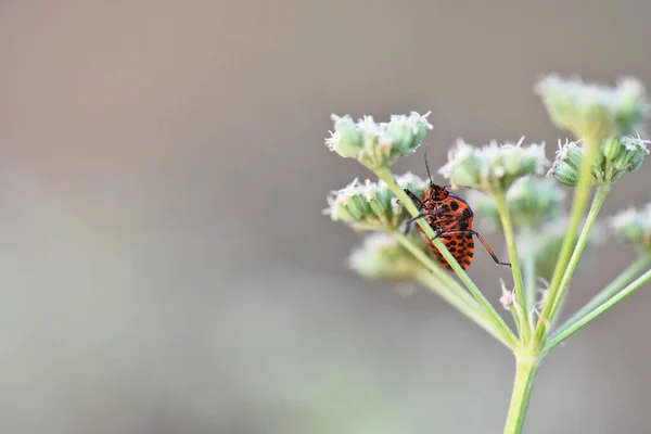 Çiçekteki Çizgili Böcek — Stok fotoğraf