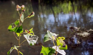 Ormanda nehre karşı yeşil yapraklar