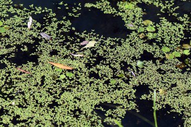 Yüzeyinde yeşil bitkiler olan ormandaki nehir.