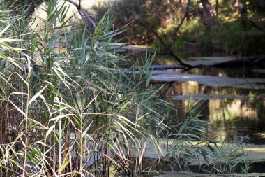 Ormanda yeşil sazlıklar