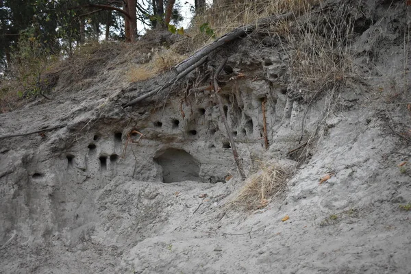 Bulutlu bir günde göl ve orman