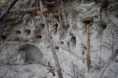 Kuşlar ormanda kum duvarına yuva yapar.