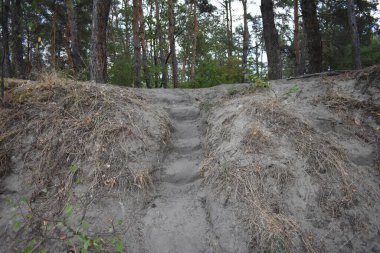 Ormandaki kum merdivenleri.