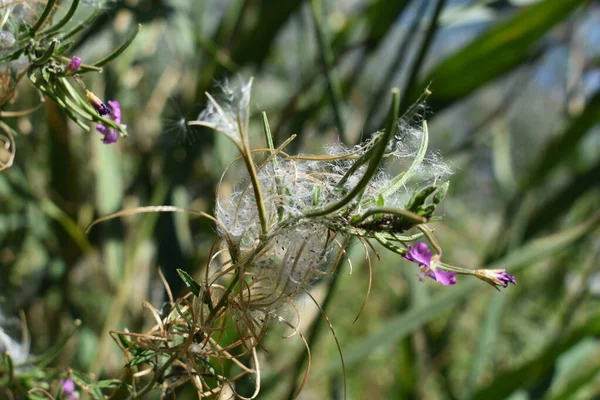 Telaraña Una Flor Bosque —  Fotos de Stock