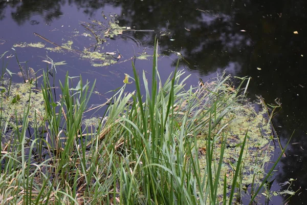 Rumput Hijau Dengan Tetesan Air — Stok Foto