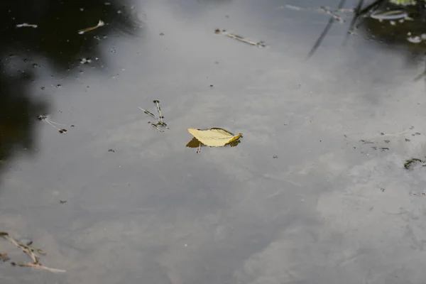 Daun Kuning Danau — Stok Foto