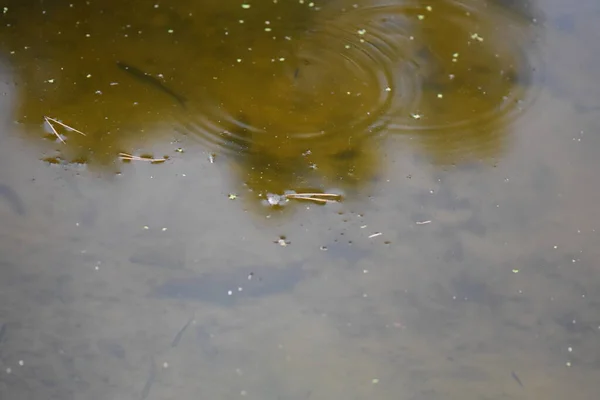 緑の草に水を垂らし — ストック写真