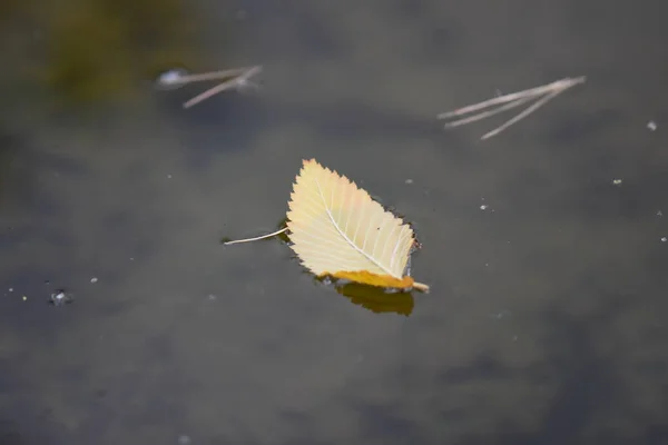 湖の黄色の葉 — ストック写真