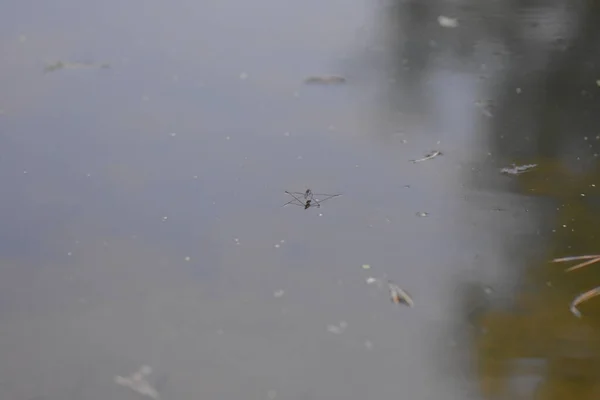 Yüzeyindeki Böceği — Stok fotoğraf
