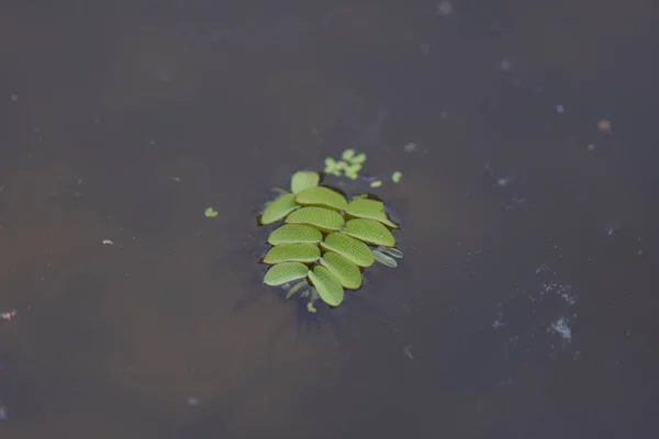 Hoja Agua Bosque — Foto de Stock