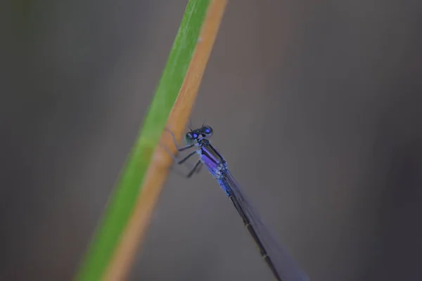 Libélula Azul Uma Folha — Fotografia de Stock