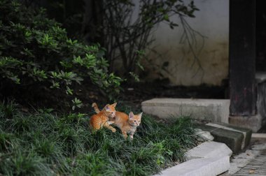 Ormanda kırmızı kedi yavruları