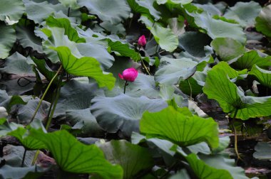 Gölette pembe nilüfer