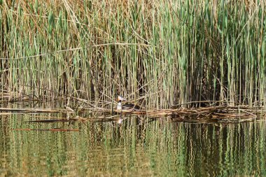 Büyük ibikli yunus balığı, Podiceps kristali, gölde yüzme, taze sazlık arka planı.
