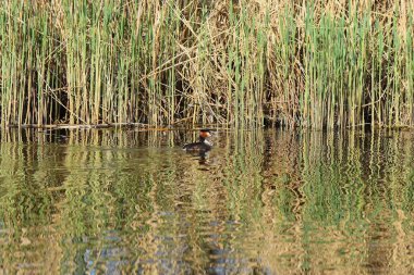 Büyük ibikli yunus balığı, Podiceps kristali, gölde yüzme, taze sazlık arka planı.