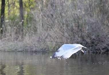 Nehrin üzerinde uçan martı, doğa serisi.