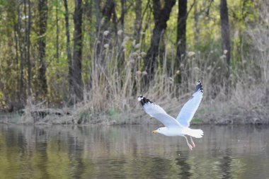 Nehrin üzerinde uçan martı, doğa serisi.