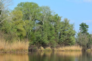 İlkbaharın başlarında nehir ormanı, nehrin taşkın ovası