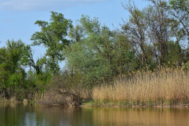 İlkbaharın başlarında nehir ormanı, nehrin taşkın ovası