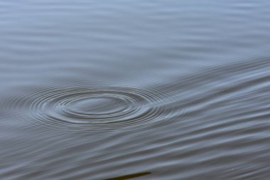 Su, suyun yüzeyinde dalgalanır. Sığ alan derinliği