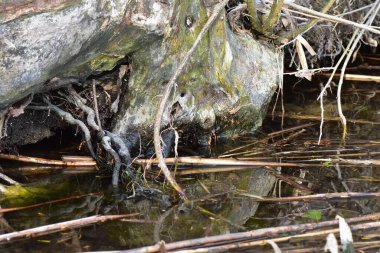 Kumsaldaki kuru dallar ve kökler. Yakın çekim, küçük alan derinliği