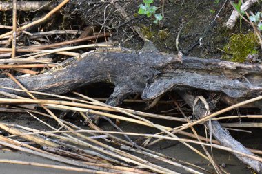 Kumsaldaki kuru dallar ve kökler. Yakın çekim, küçük alan derinliği
