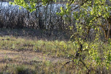 Bahar manzarası. Bahar ormanı. İlkbaharın ilk ılık günleri, nehir arka planında.