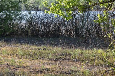 Bahar manzarası. Bahar ormanı. İlkbaharın ilk ılık günleri, nehir arka planında.