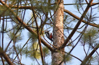 Büyük Benekli Ağaçkakan mavi gökyüzüne karşı bir çam ağacında oturuyor.