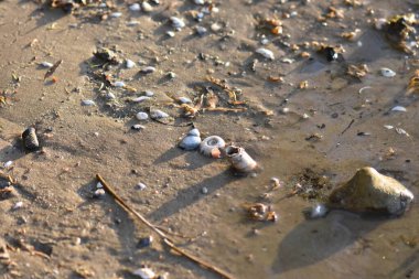Sahilde gün batımında deniz kabukları, fotoğrafın yakın çekimi.