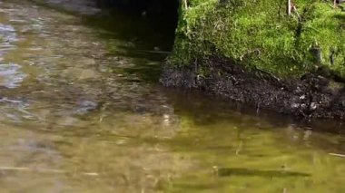 Green moss on the beach of Dnipro river in April