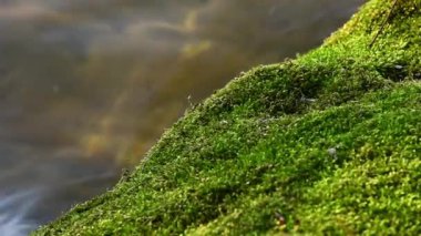 Green moss on the beach of Dnipro river in April