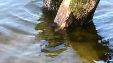 old stump in Dnipro river waters closeup in sunny spring day