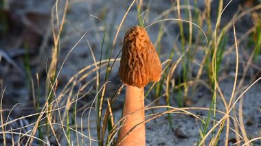 Morel mushroom in the grass in April in sunset golden light, forest wild birds singing background 