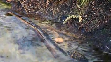 Roots on shore of Dnipro river in early spring with birds singing background