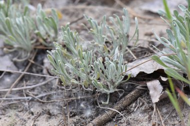 Çam ormanında kumların üzerinde büyüyen yeşil bir çimen bitkisinin yakın çekimi. 