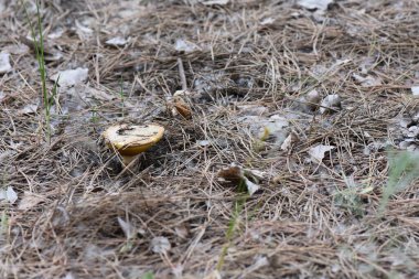 Çam ormanında yerde mantar var. Yakın plan.