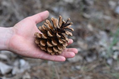 dry pine cone in hand