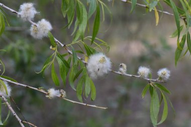 Kabarık beyaz çiçekli söğüt dalı, yakın plan, seçici odak