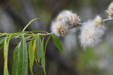 Kabarık beyaz çiçekli söğüt dalı, yakın plan, seçici odak