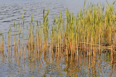 Nisan sabahının erken saatlerinde gölün kıyısında genç sazlıklar