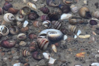 Yazın Dnipro nehrinin kumlu sahilinde deniz kabukları. Seçici odak