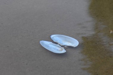 Yazın Dnipro nehrinin kumlu sahilinde deniz kabukları. Seçici odak