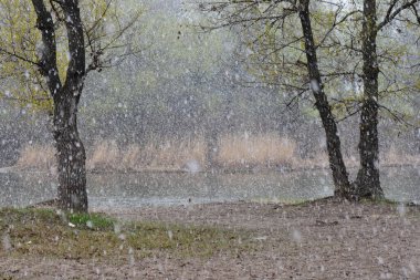 Peach blossom in the snowy day on the shore of the lake