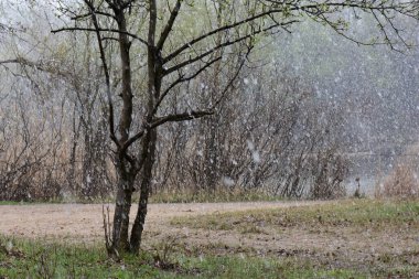 Peach blossom in the snowy day on the shore of the lake
