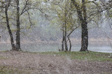 Peach blossom in the snowy day on the shore of the lake