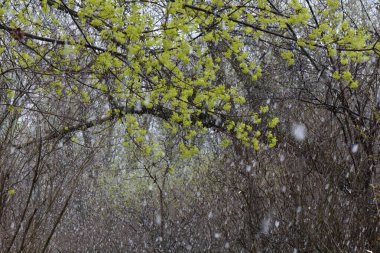 Peach blossom in the snowy day on the shore of the lake