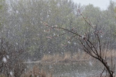 Peach blossom in the snowy day on the shore of the lake