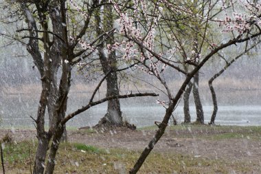 Peach blossom in the snowy day on the shore of the lake